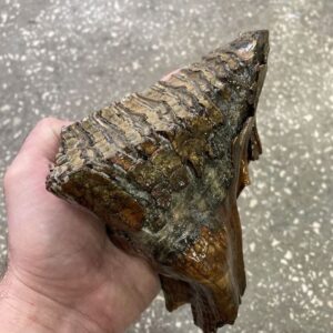 Fossil mammoth tooth