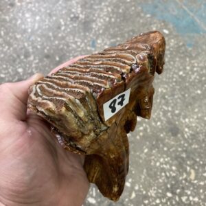 mammoth tooth