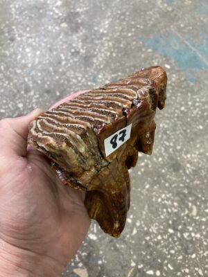 mammoth tooth