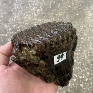Fossil mammoth tooth