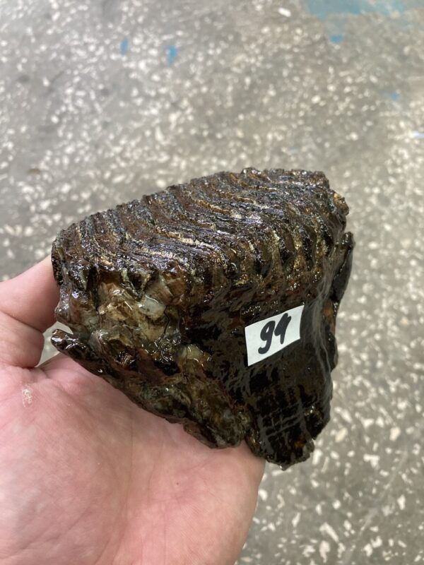 Fossil mammoth tooth