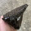 Woolly fossil mammoth tooth
