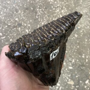 Woolly fossil mammoth tooth