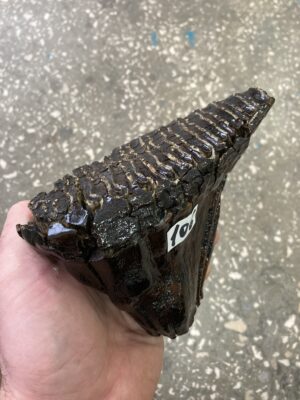 Woolly fossil mammoth tooth