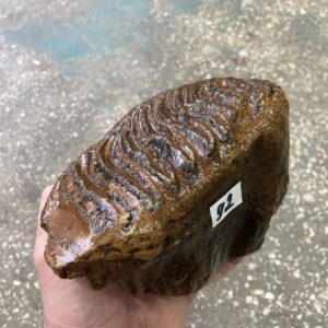 mammoth tooth fossil