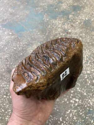 mammoth tooth fossil
