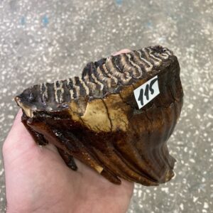 mammoth fossil tooth