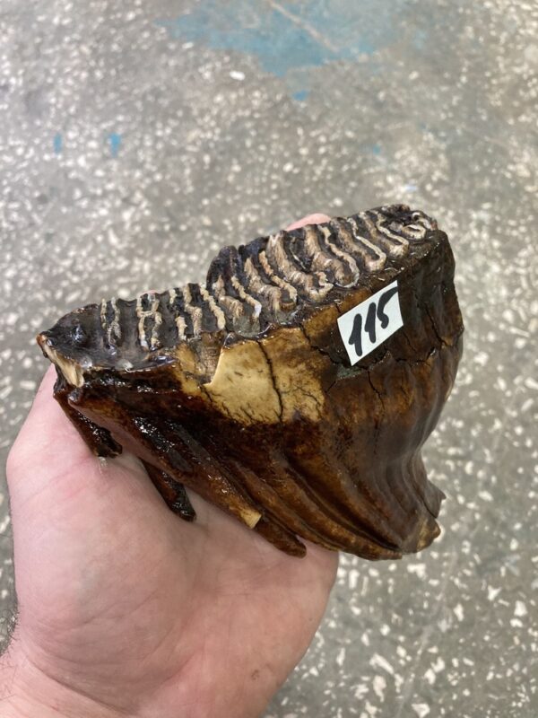 mammoth fossil tooth