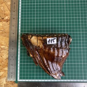 mammoth fossil tooth