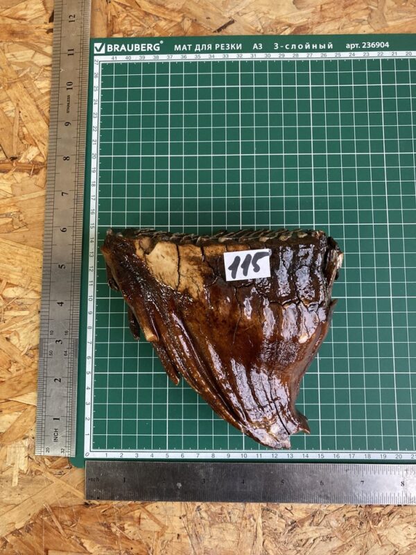 mammoth fossil tooth