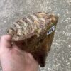 fossil mammoth tooth
