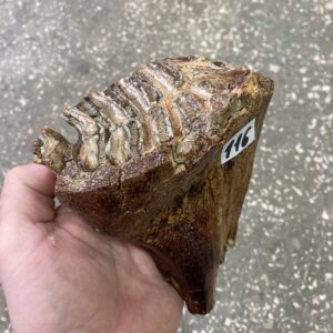 fossil mammoth tooth