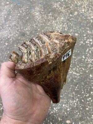 fossil mammoth tooth