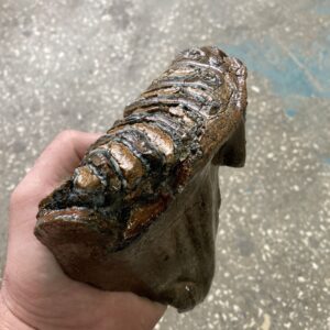 Woolly fossil mammoth tooth natural NO stabilized 1.58lb