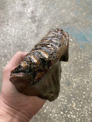 Woolly fossil mammoth tooth natural NO stabilized 1.58lb