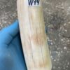 Walrus tusk for scrimshaw knifehandl carving 0.85 lb W14
