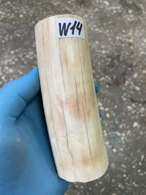 Walrus tusk for scrimshaw knifehandl carving 0.85 lb W14