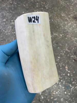 Walrus tusk for scrimshaw knifehandl carving 1.26 lb W24