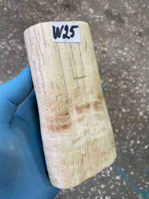 Walrus tusk for scrimshaw knifehandl carving 1.27 lb W25