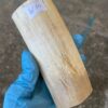 Walrus tusk for scrimshaw knifehandl carving 0.93 lb W54