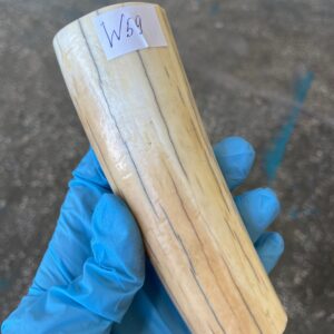 Walrus tusk