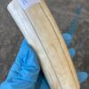 Walrus tusk for scrimshaw knifehandl carving 0.61 lb W66