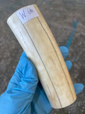 Walrus tusk for scrimshaw knifehandl carving 0.61 lb W66