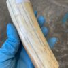 Walrus tusk for scrimshaw knifehandl carving 0.58 lb W74
