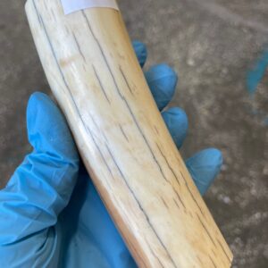 Walrus tusk for scrimshaw knifehandl carving 0.58 lb W74