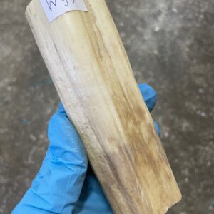 tusk for scrimshaw