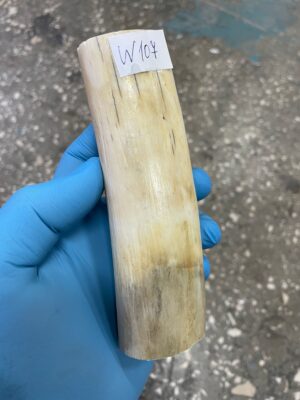 Walrus tusk for scrimshaw