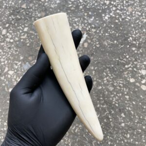 Walrus Tusk