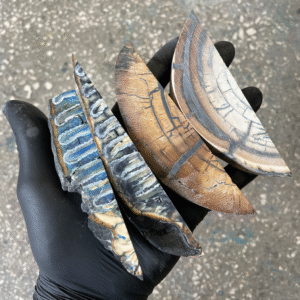 mammoth tooth tusk walrus off cutting