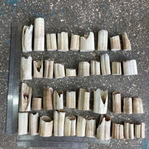 walrus tusk