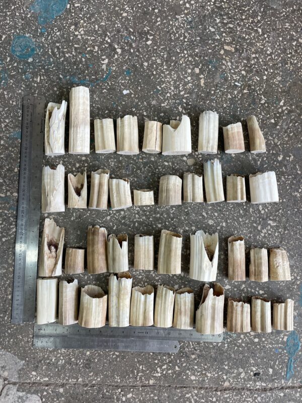 walrus tusk