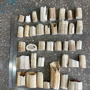 walrus tusk off cutting