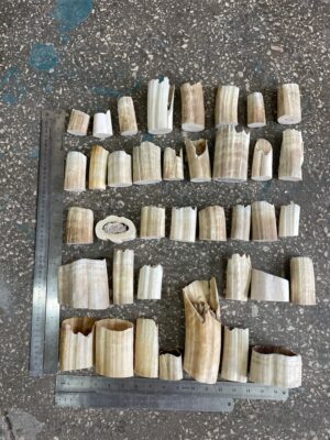 walrus tusk off cutting