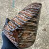 Mammoth tooth