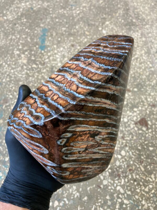Mammoth tooth