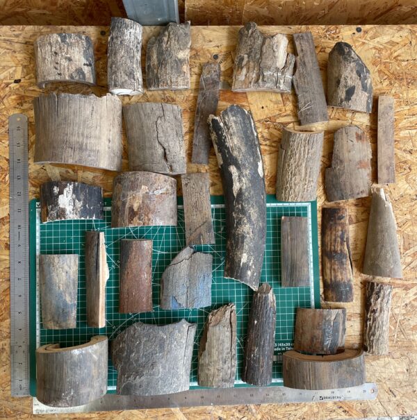 Mammoth tusk bark