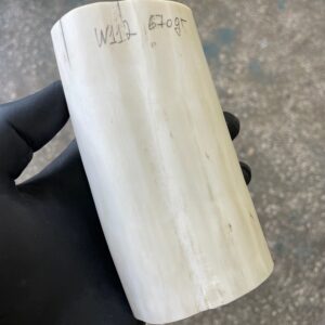 Walrus tusk for knifehandle