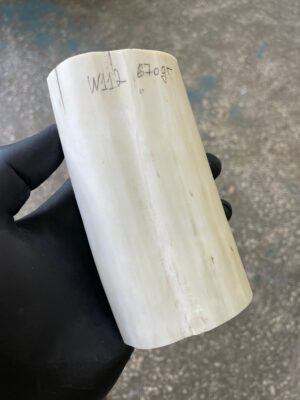 Walrus tusk for knifehandle