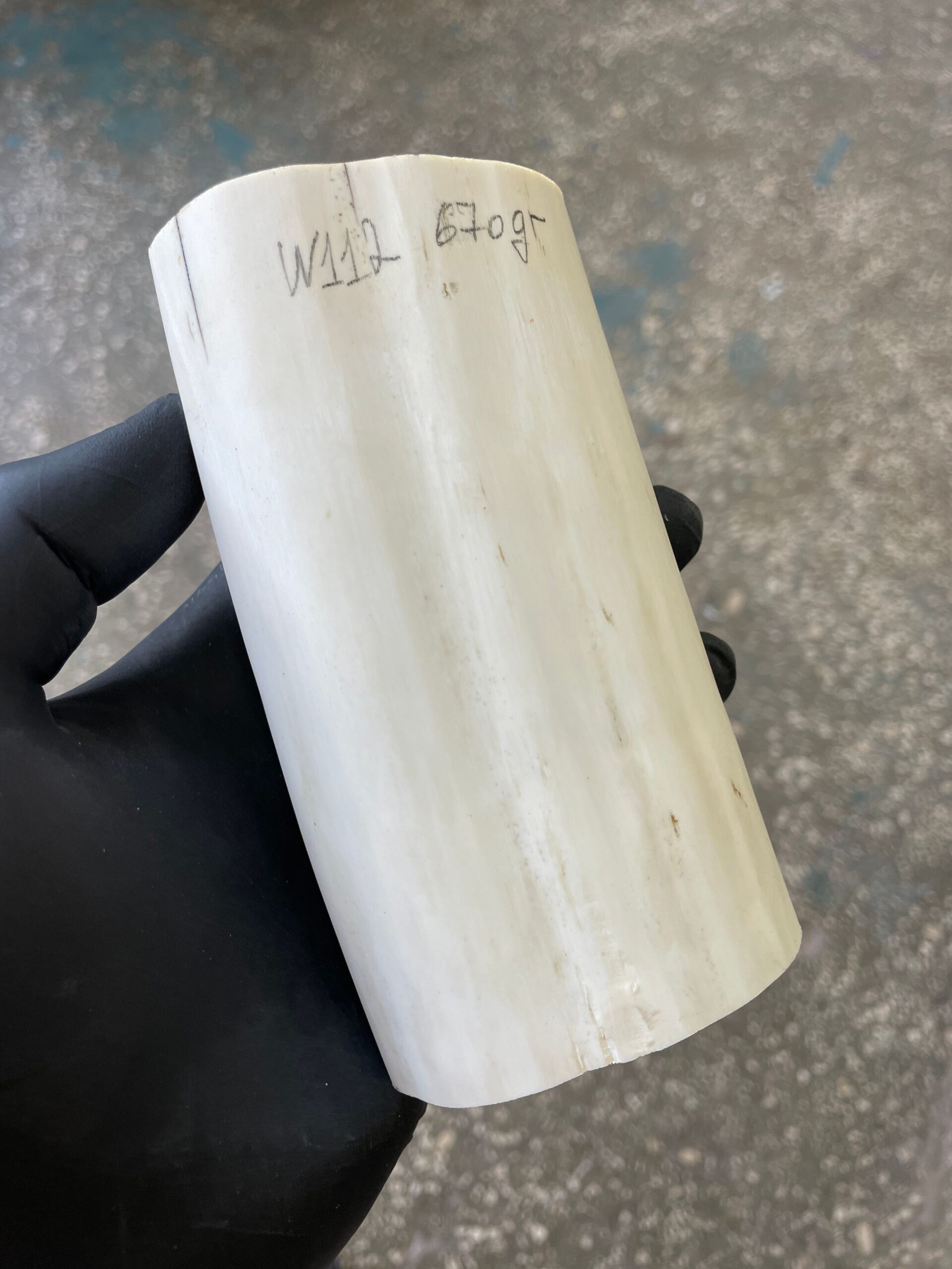 5063608609 Walrus tusk for knifehandle