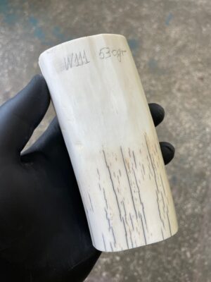 Walrus tusk for scrimshaw