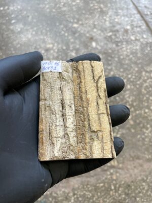 Mammoth Bark