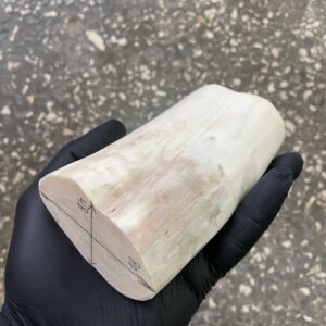 walrus tusk for sale