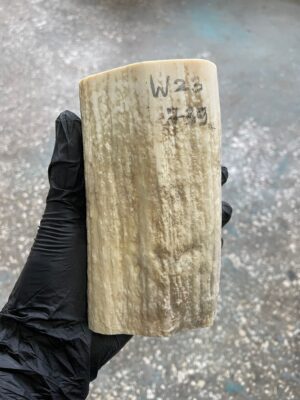 Walrus Tusk