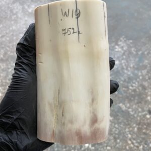 Walrus Tusk Block for Scrimshaw Carving Knife Handle