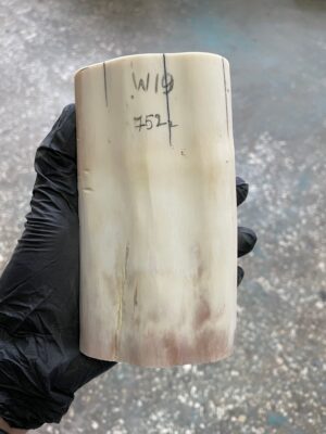 Walrus Tusk Block for Scrimshaw Carving Knife Handle