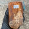 Walrus Tusk Block for Scrimshaw
